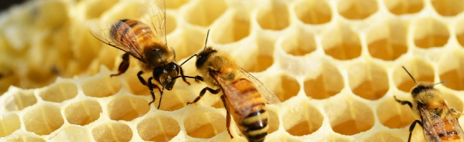 MERCREDIS : Le miel et les abeilles 